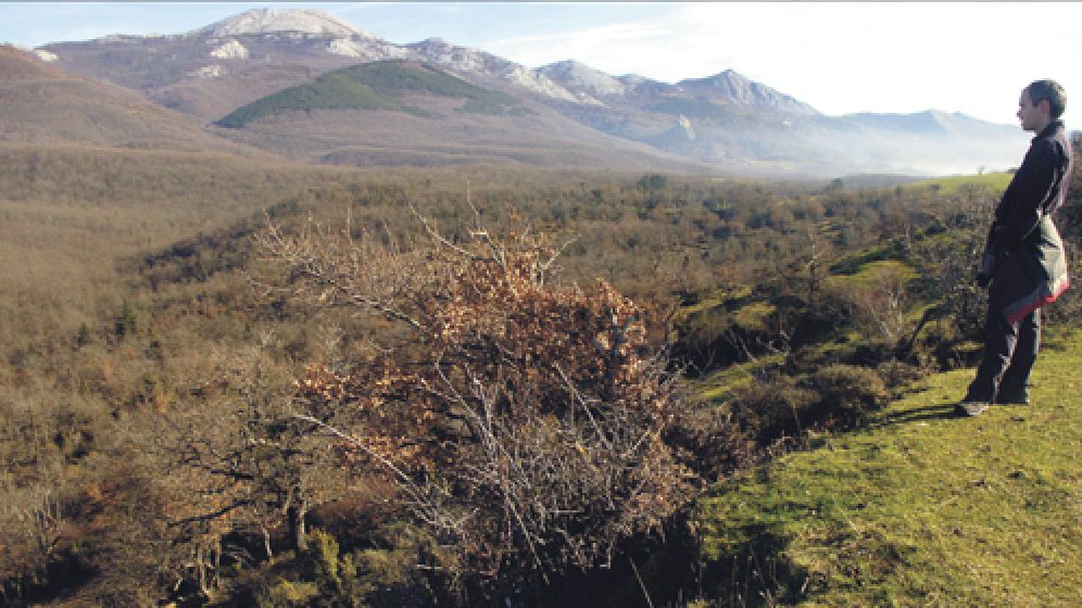 haritzen bide berdea